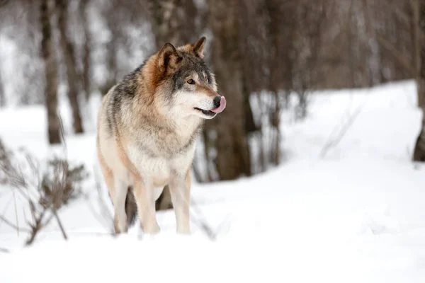 Canis Lupus lízání čenich při procházce na sněhu — Stock fotografie
