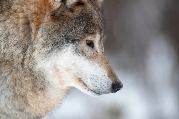 Detailní záběr hnědého euroasijského vlka odvracejícího pohled — Stock fotografie
