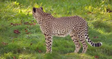 Yakın çekim yetişkin cheetah otların arasında yürüyüş