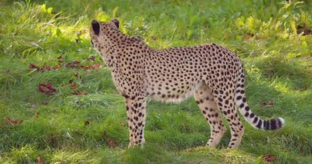 Close-up van volwassen cheetah wandelen in het gras — Stockvideo