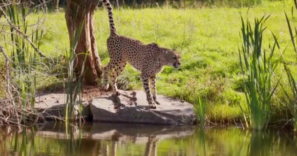 Adult cheetah walking and then peeing on a tree near the water — Stock Video