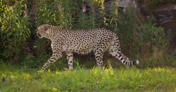 Fokuserad vuxen gepard går i skuggorna på ett gräsfält — Stockvideo