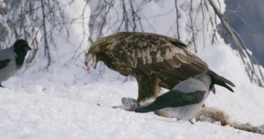 Kışın dağlarda ölü tilki yiyen altın kartalın yakın çekimi.