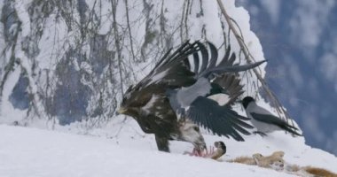 Saldırgan altın kartal, kışın dağda kargaları ve saksağanları korkutup kaçırıyor.