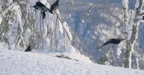 Stor kungsörn landar och skrämmer bort fåglar i snön på fjälltoppen på vintern — Stockvideo