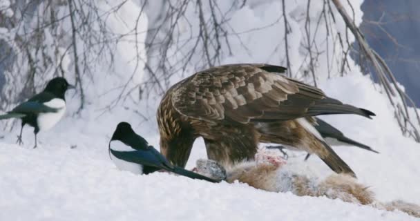 Κοντινό πλάνο του χρυσού αετού τρώει νεκρή αλεπού στα βουνά το χειμώνα — Αρχείο Βίντεο