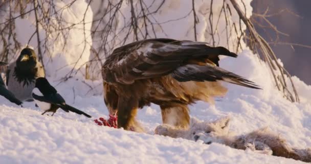 Золотой орел зимой ест мертвую лису в горах — стоковое видео