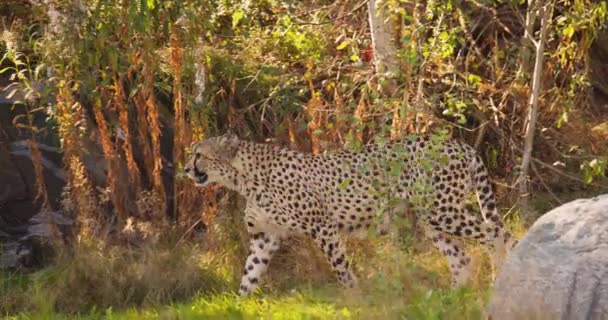 Alert adult cheetah walking in the shadows on a grassy field — Stock Video