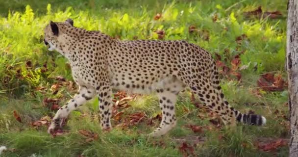 Alert cheetah walking on grassy field and laying down to rest — Stock Video