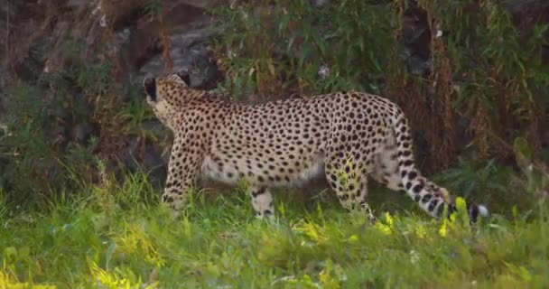 Waarschuw volwassen cheeta die in de schaduw op gras loopt — Stockvideo