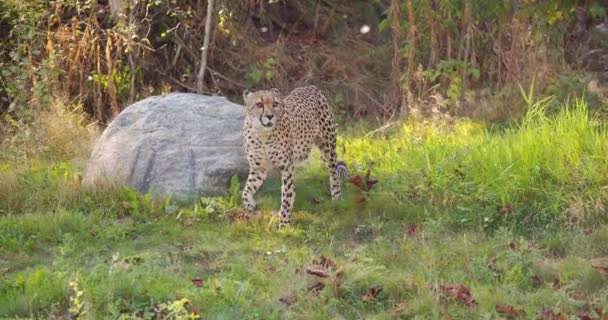 Cheetah walking past another cat in the shadows on a grassy field — Stock Video
