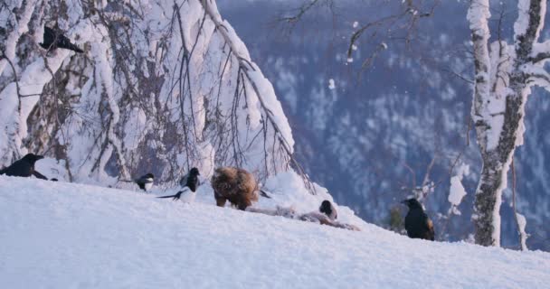 Vedere peisagistică cu vultur auriu care mănâncă pe un animal mort în munți iarna — Videoclip de stoc