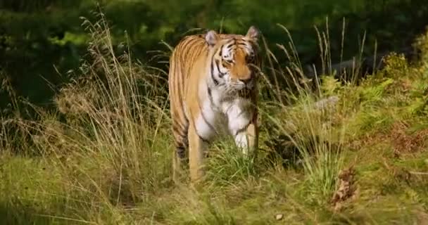 Тигр, що йде проти камери на траві в лісі — стокове відео