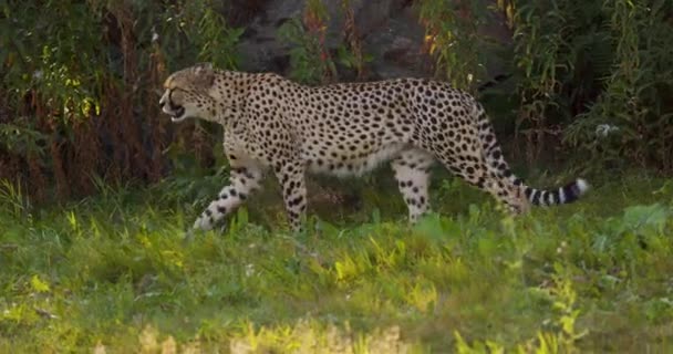 Grote volwassen cheeta loopt in de schaduw op een grasveld — Stockvideo