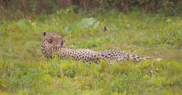 Close-up van volwassen cheeta in het gras op zoek naar vijanden — Stockvideo