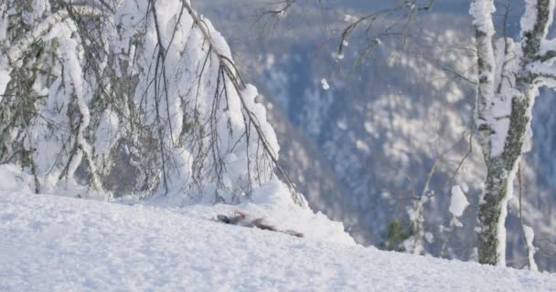 Majestuoso y grande águila dorada aterrizando en la nieve en el pico de la montaña en el invierno — Vídeo de stock