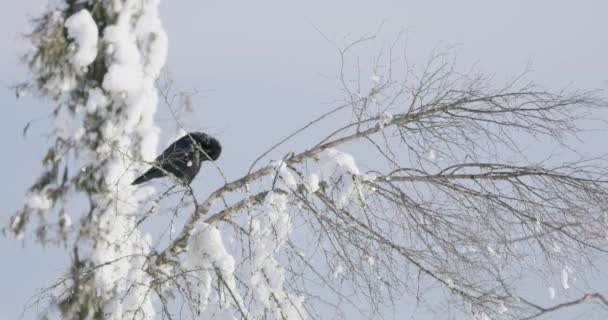Крупный план ворона, сидящего на дереве высоко в горах зимой — стоковое видео