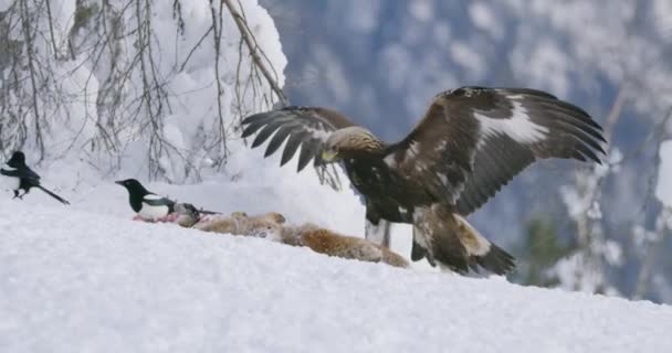 Agresivní zlatý orel straší vrány a straky před kořistí na hoře v zimě — Stock video