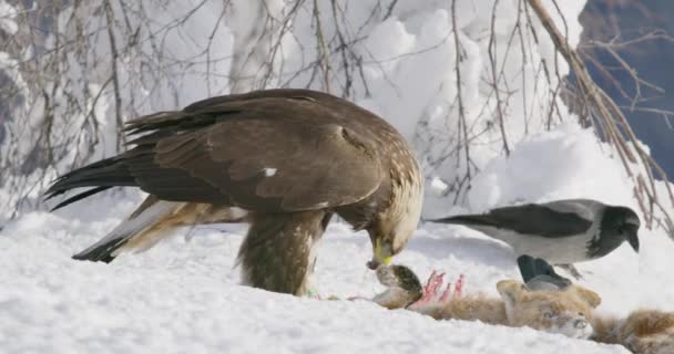 Детальний вид на золотого орла, що їсть на мертвої лисиці в горах взимку — стокове відео