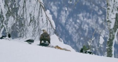 Büyük altın kartal, kışın dağda ölü bir hayvandan kargaları ve saksağanları korkutup kaçırıyor.