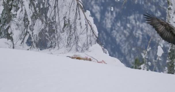 Orgulloso águila real aterrizando en la nieve en el pico de la montaña en el invierno — Vídeo de stock