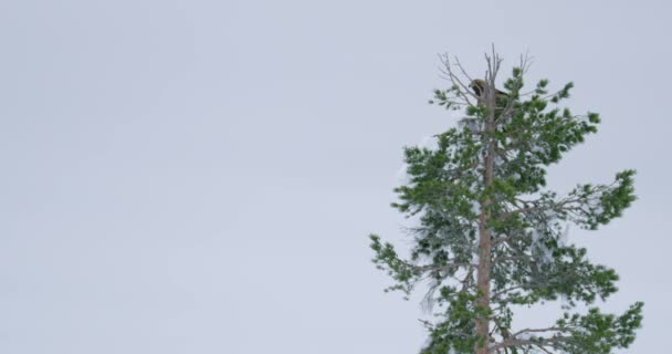 Águila dorada se sienta en la cima de un árbol en las altas montañas en invierno — Vídeos de Stock