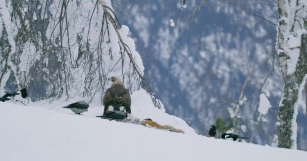 Stora kungsörnen skrämmer bort kråkor och pipor från döda djur på fjället på vintern — Stockvideo