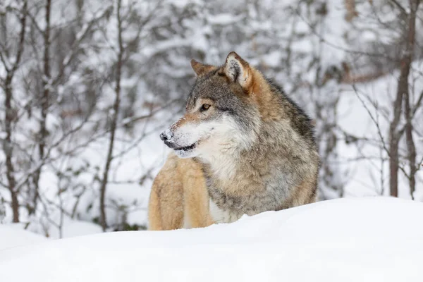 Um belo lobo em pé na neve na bela floresta de inverno — Fotografia de Stock