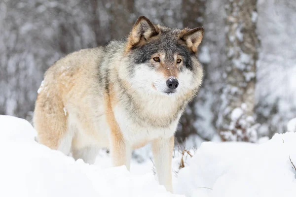 Beau loup debout dans la neige dans une belle forêt froide d'hiver — Photo