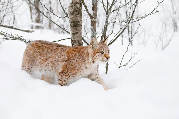 Lynx Cub kot spacery w zimnym i wspaniałym lesie zimowym — Zdjęcie stockowe