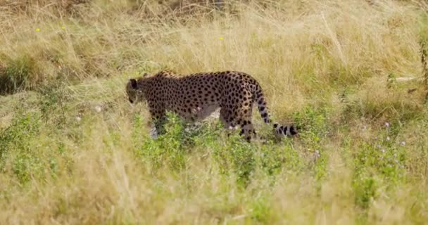Grote cheeta sluipen in het gras en op zoek naar vijanden of prooi — Stockvideo