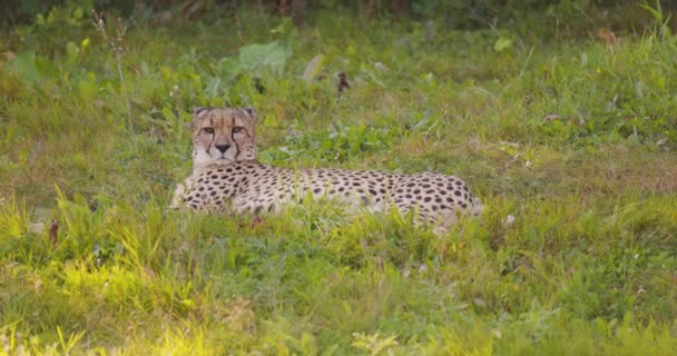 Large adult cheetah laying in a field resting — Stock Video