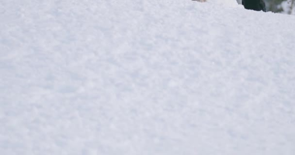 Guldörn äter på djur i bergen på vintern — Stockvideo