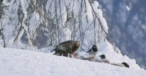 Vista ambiental de águila dorada comiendo en zorro muerto y mirando a la cámara en las montañas en invierno — Vídeos de Stock