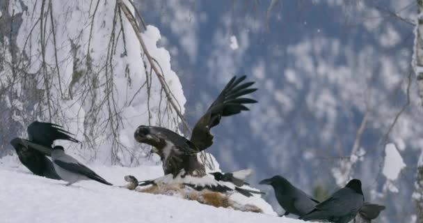 Gran águila dorada ahuyentando cuervos y urracas de animales muertos en la montaña en el invierno — Vídeos de Stock