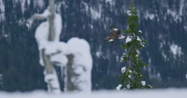 Camera volgen een gouden adelaar vliegen majestueus in de bergen in de winter — Stockvideo