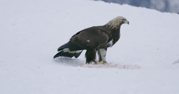 One large golden eagle eating on a dead animal in the snow at winter — Vídeo de Stock