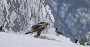 Büyük altın kartal kışın dağlarda ölü bir hayvanı yiyor.