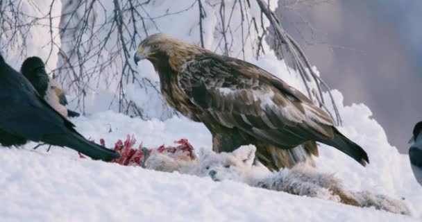 Κοντινό πλάνο του χρυσού αετού ψάχνει για αντιπάλους στα βουνά το χειμώνα — Αρχείο Βίντεο