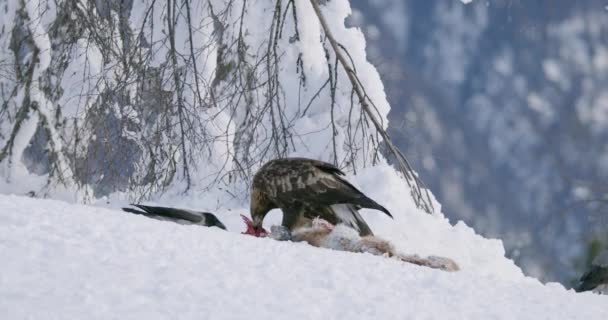 Περιβαλλοντική άποψη του χρυσού αετού τρώει σε ένα νεκρό ζώο στα βουνά το χειμώνα — Αρχείο Βίντεο