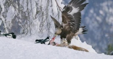 Altın kartalın yakın çekimi, kışın dağlarda ölü tilkinin etini koparır.