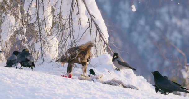 Águila dorada ahuyentando cuervos y urracas en las montañas en invierno — Vídeos de Stock