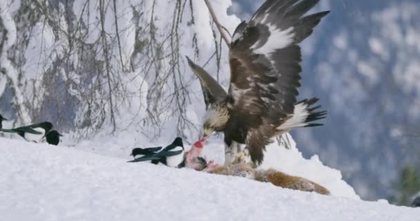 冬の山の中で死んだキツネの肉を引き裂く黄金のワシのクローズアップ — ストック動画