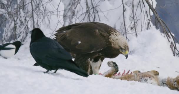 Primo piano dell'aquila reale che mangia sulla volpe morta in montagna in inverno — Video Stock