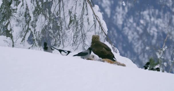 Velký sebevědomý orel odhání v zimě dalšího orla od jídla v horách — Stock video
