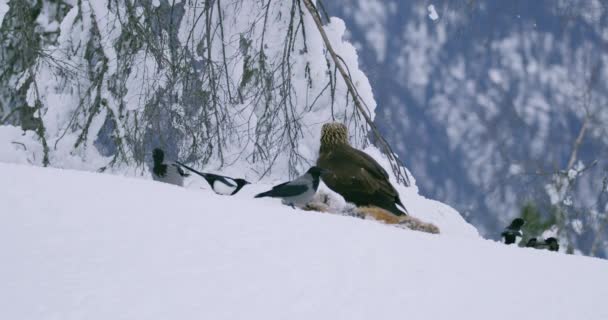 大きな自信のワシは冬に山の食べ物から別のワシを怖がらせます — ストック動画