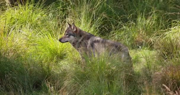 Ensom voksen grå ulv efter rivaler og fare i skoven – Stock-video