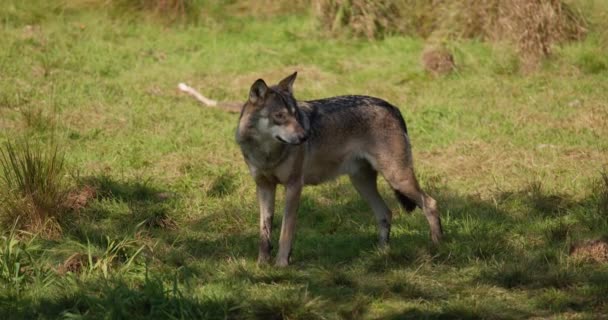 Jeden dorosły, szary wilk spacerujący w cieniu słonecznego dnia — Wideo stockowe