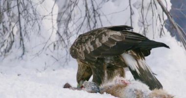 Kışın dağlarda ölü tilkileri yiyen altın kartalın detaylı görüntüsü.