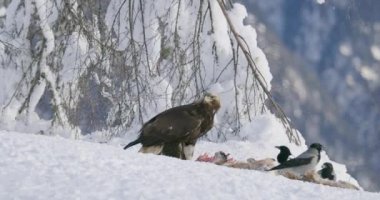 Güzel altın kartal, kışın dağlarda ölü bir tilkiyi yiyor.